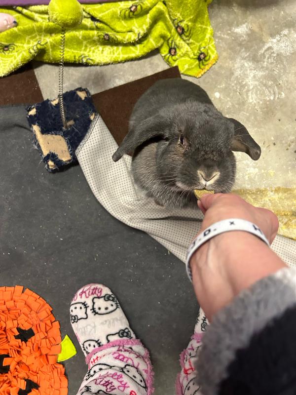 Never seen a bunny beg