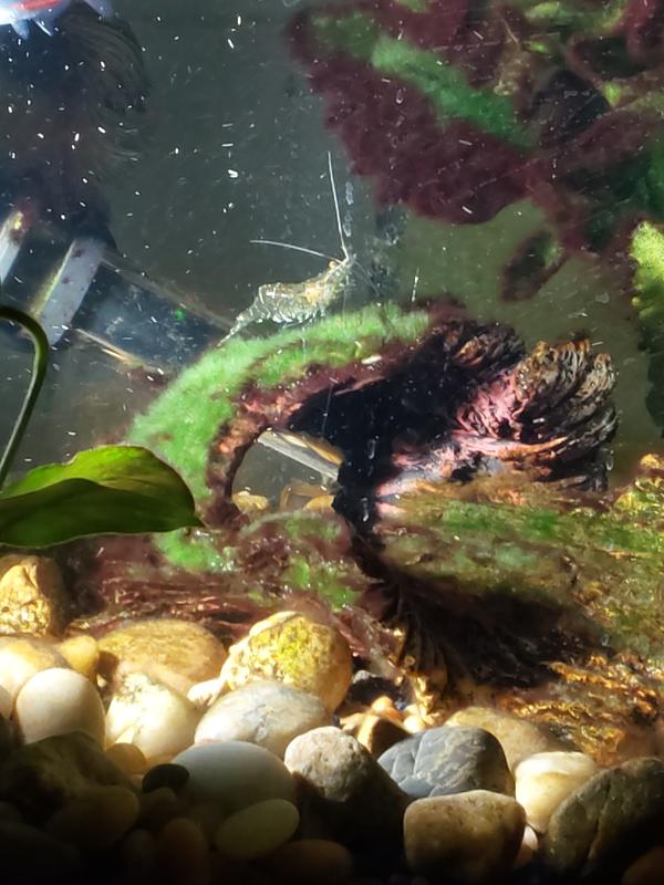 King loves his Snow Pops