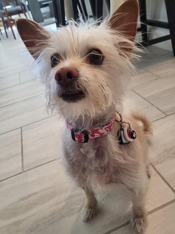 put it back on for photo, the tags move the fold right against the bruise when he shakes or scratches at it.