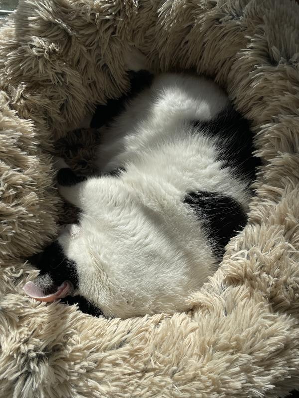 FRISCO Eyelash Cat & Dog Bolster Bed, Large, Silver