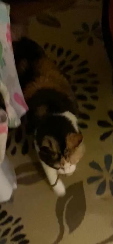 From a video of Ruby playing fetch with her mouse toy