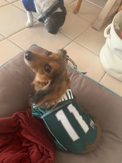 Carson wentz dog jersey hotsell