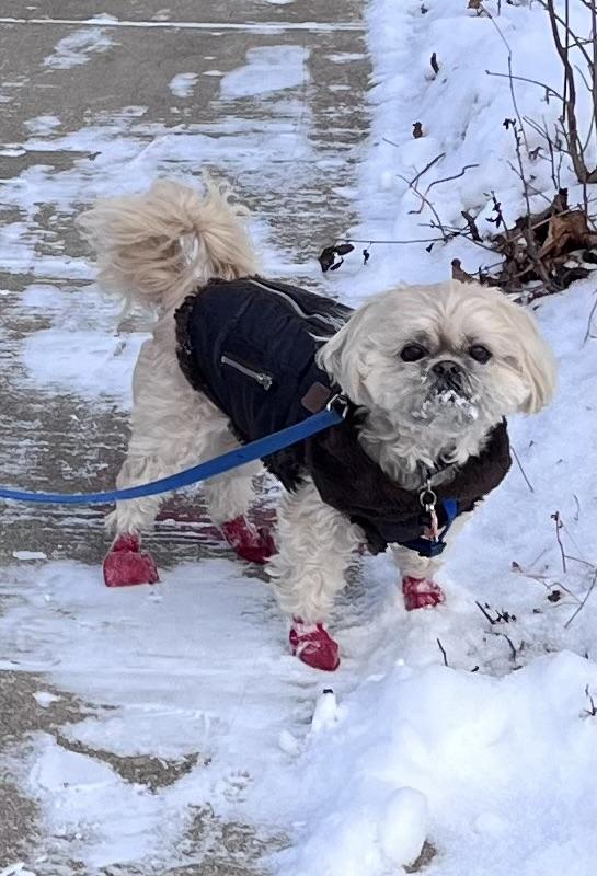 PAWZ Waterproof Dog Boots, 12 count, Orange, X-Small