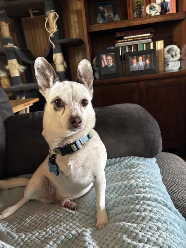 I love my milk bone minis!