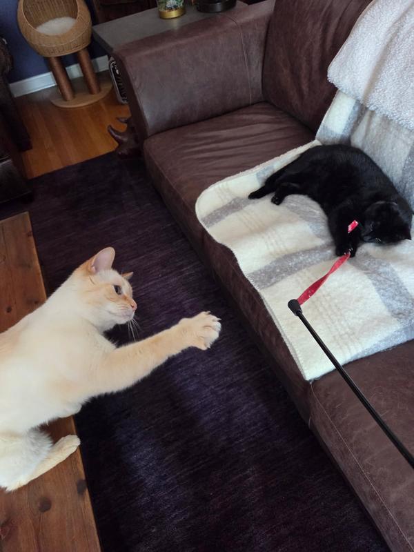 Sam and Castiel love it