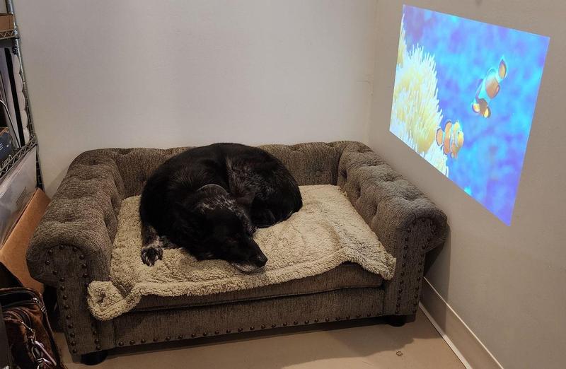 Out of Stock LAZBOY Furniture Sofa Dog Bed, Blue