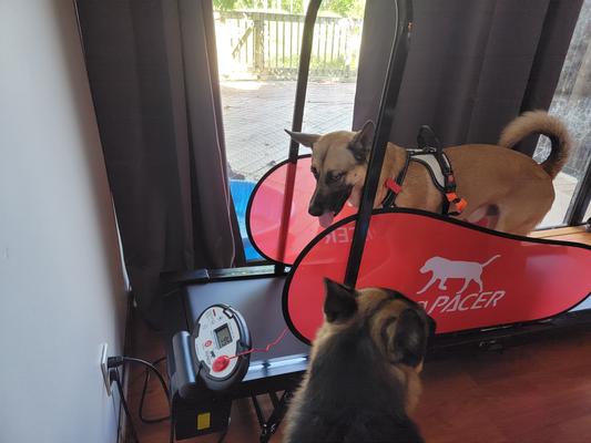 dogPACER Minipacer Treadmill - Designed for smaller dogs 