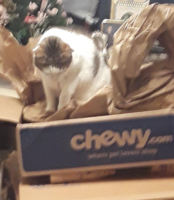Simon Loves Chewy's