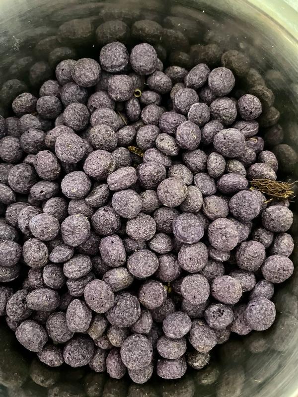 This is just 1 bowl of the purple berries that I thru away.  I filled up 2 of these bowls.