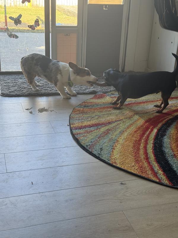 Griffin and Tucker playing tug of war..