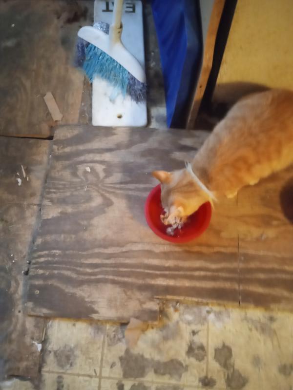 My Cats Eating