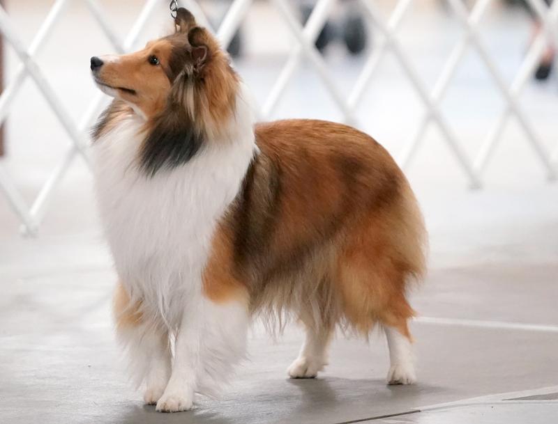 Gracie at a dog show
