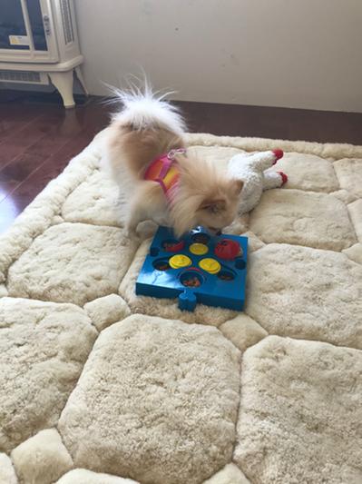 SPOT by Ethical Products Interactive Seek-A-Treat Flip 'N' Slide Dog Toy  Puzzle | Dog Treat Reward Toy Connector Puzzle Improves Your Dog's IQ 