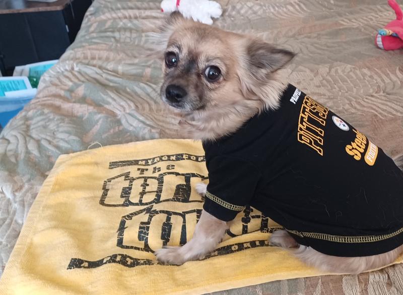 Steelers hotsell dog shirt