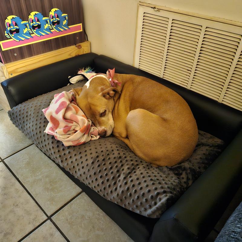 Keet store dog beds