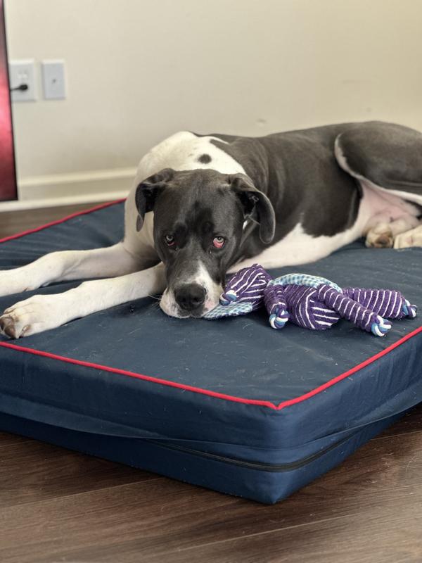 Arlo with his Eli Buddy.