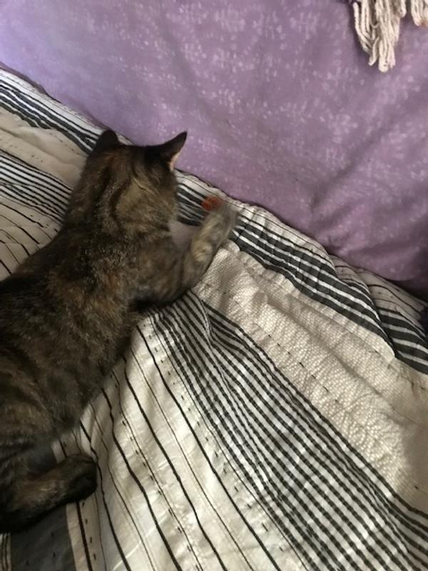 Kitsu Likes to Hide Things