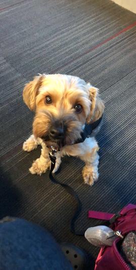 Daisy, the Yorkie-Mix with a mischievous side