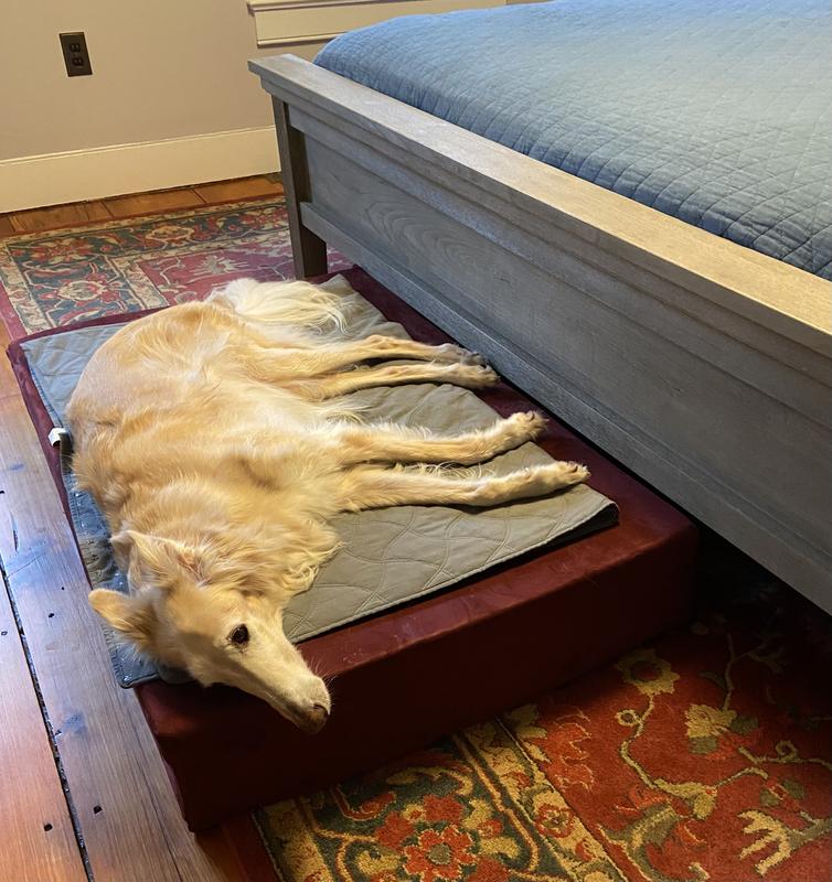 This was Luka the 1st night we placed the Big Barker at the foot of our bed.