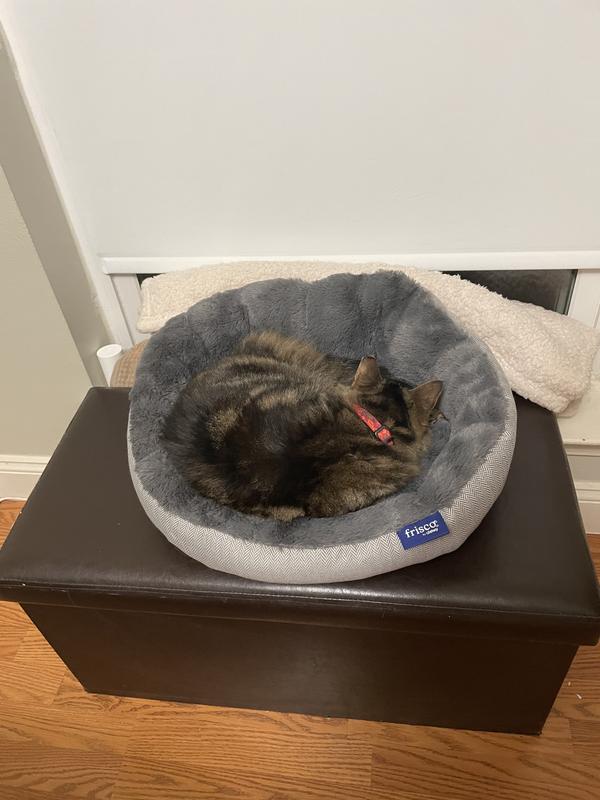 Resting after watching squirrels all day out the window.