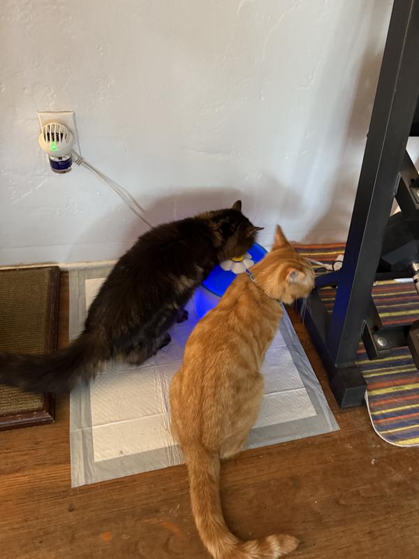 Everyone loves drinking from the Catit fountain