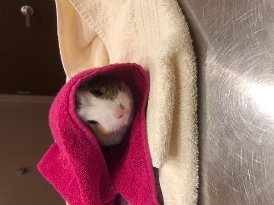 This is Louise
