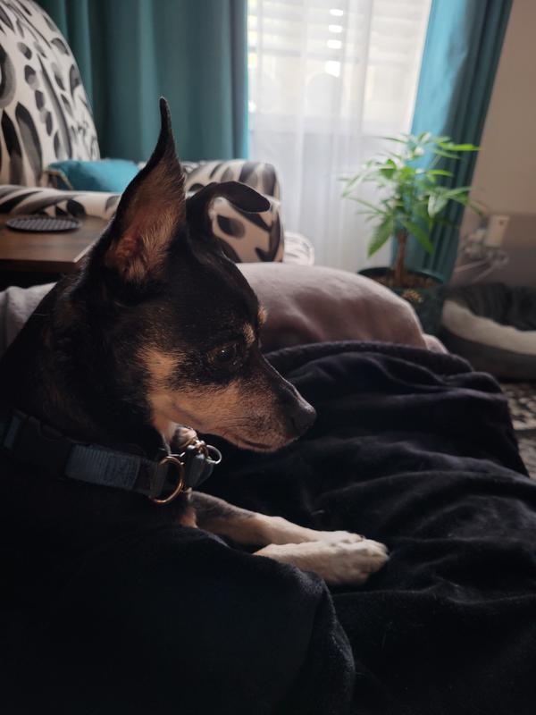 Pete waiting for his busyball!