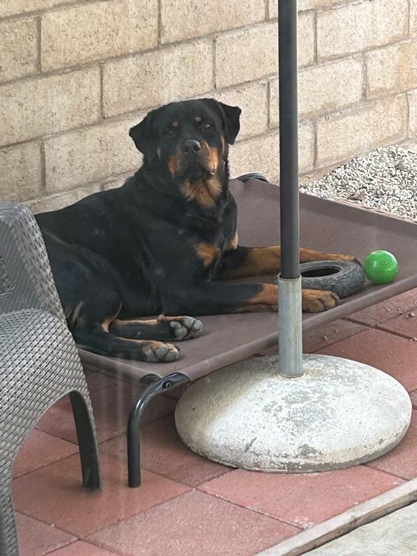 FRISCO Replacement Cover for SteelFramed Elevated Dog Bed, Terracotta, S 28.3in L x 22.4in W