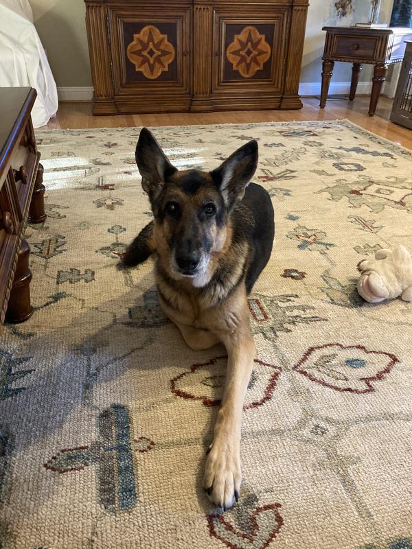 My big Alex loves his raw food with his cod liver oil on top!