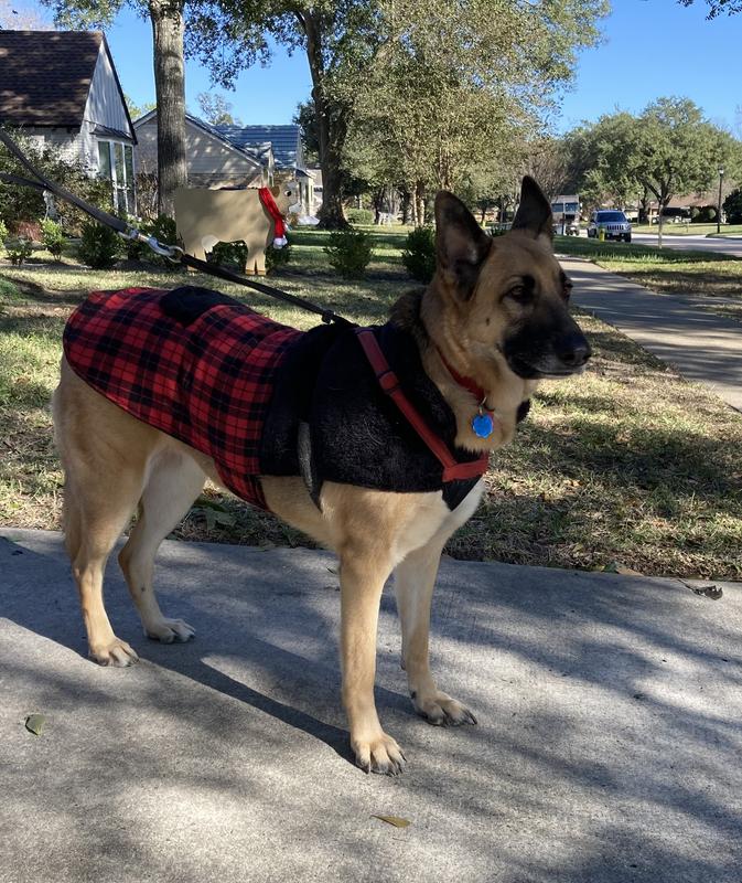 Our 80 lbs. GSD in her XXX-size Frisco coat.  She loves it and wears it well :)