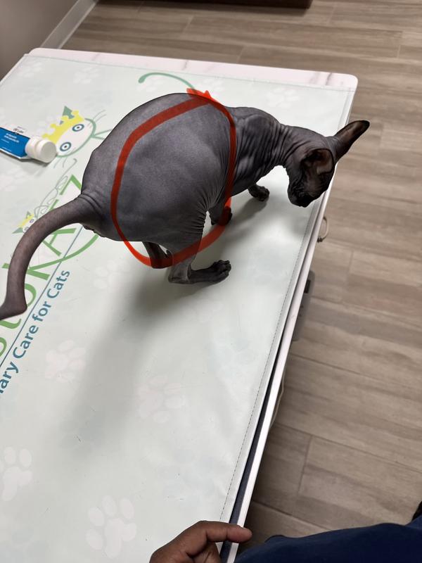 Before the treatment