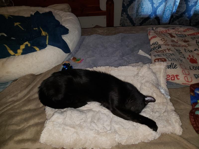 Fur ever my blanket mom.