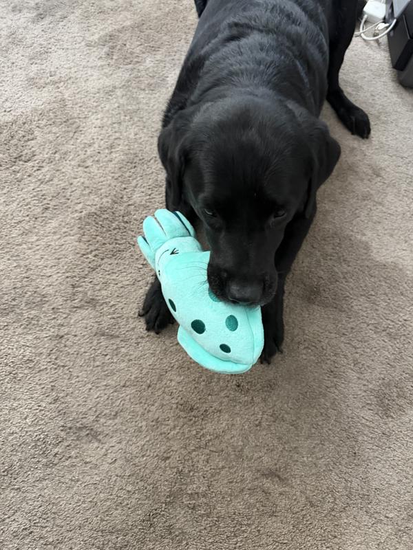 In love with her toys