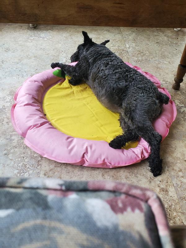 Stella loves her cooling mat