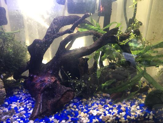Galapagos Spiderwood (12-24 inches)
