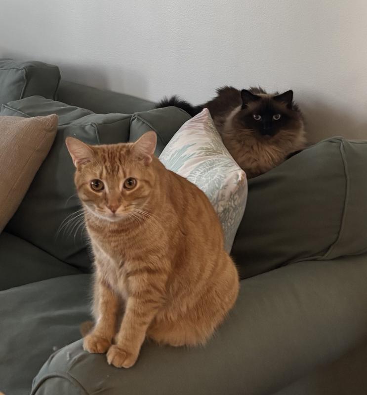 Dak and Sophie deciding how to reject all food except Delectable squeeze up and Temptations Puree.