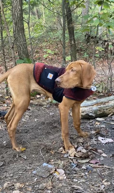 Sherpa 2024 dog jacket