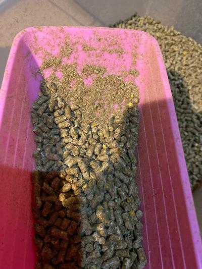 Pine pellets hotsell for guinea pigs