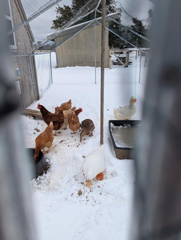 I scattered smaller and crumbled pieces to get the birds' attention before offering the block, as they are only used to loose worms/veggies etc