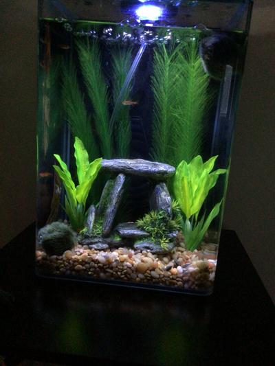 My tank with Ember tetra and Dwarf Corys