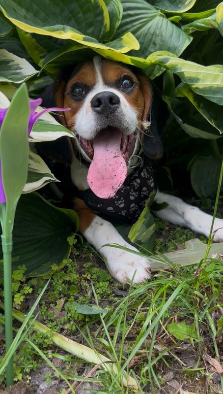 Stevie pretending like he didn’t just dig up my flowers and whip them across the yard.