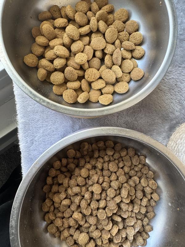 orijen dog foods Orijen Puppy Large Breed 25lb Dry Dog Food