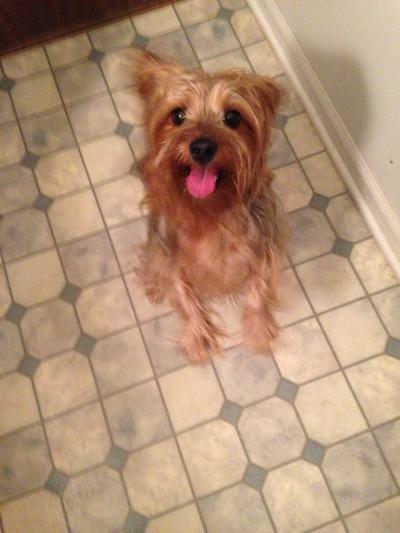 Jazzy Begging for her Purina Dentalife treat
