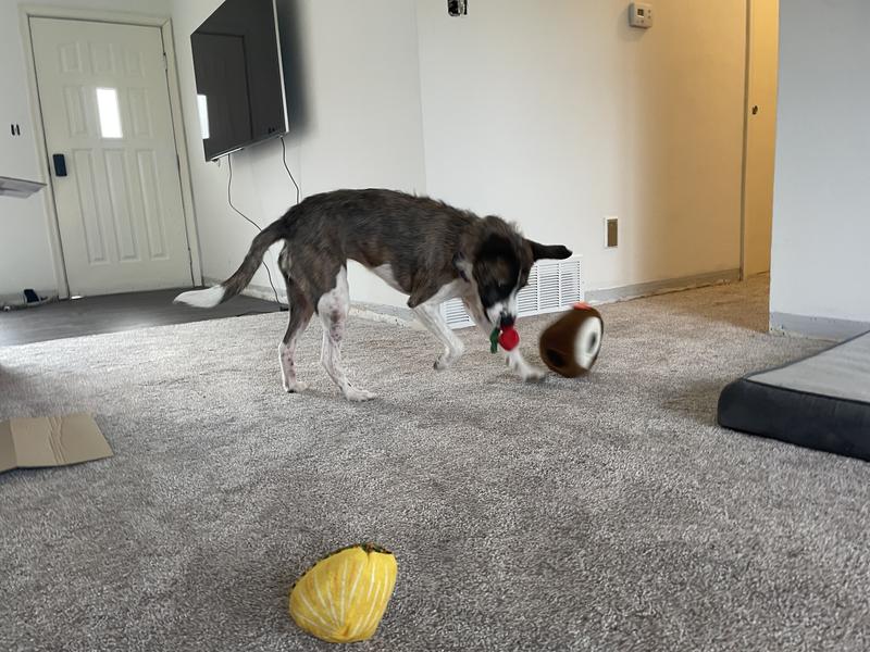 Not great pics because she couldn’t stop moving 🤣