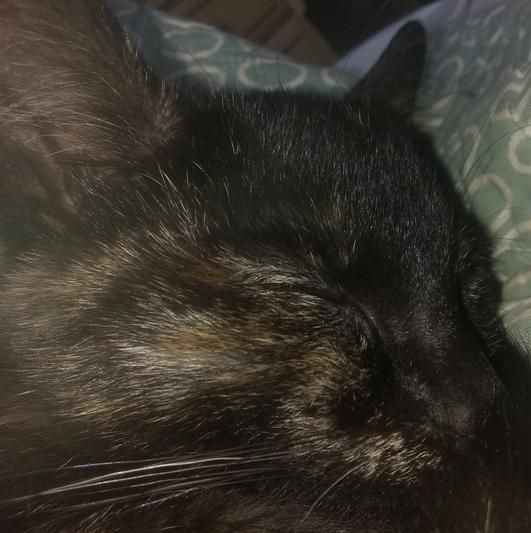 Lulu napping after a meal