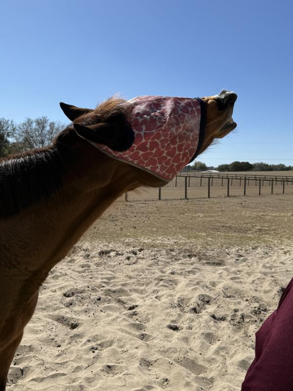 A sweet and funny mare!