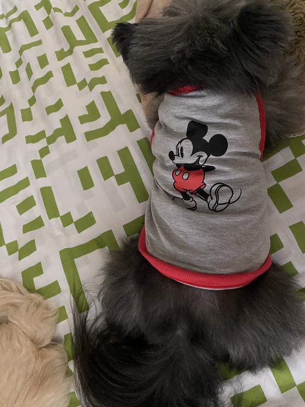 DISNEY Mickey Mouse Classic Dog Cat T shirt reviews Chewy
