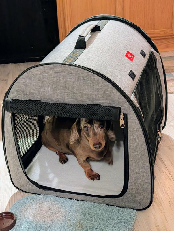 Mini Dachshund has lots of room in the kennel