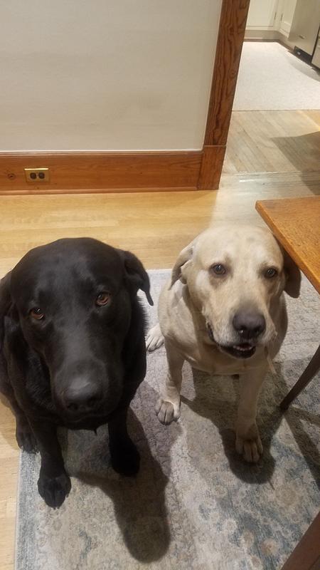 Cobalt & Ares 4 yrs old