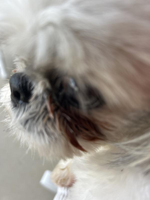 Eyes very runny and reddish in color